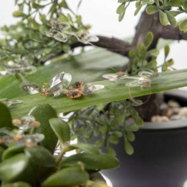 DEAnsect – an elastic insect robot that can withstand a swatter